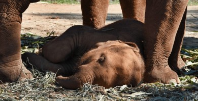 Una cría de elefante cae exhausta tras caminar atada a su madre mientras transportaba turistas
