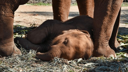 Una cría de elefante cae exhausta tras caminar atada a su madre mientras transportaba turistas
