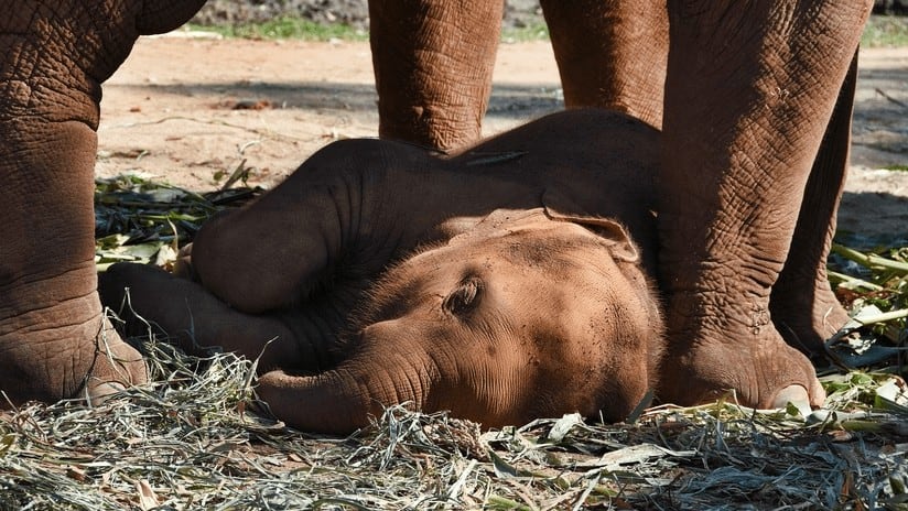 Una cría de elefante cae exhausta tras caminar atada a su madre mientras transportaba turistas