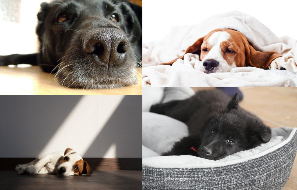 Vomito amarillo en perros