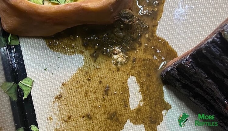 Dragón Barbudo urato acuoso