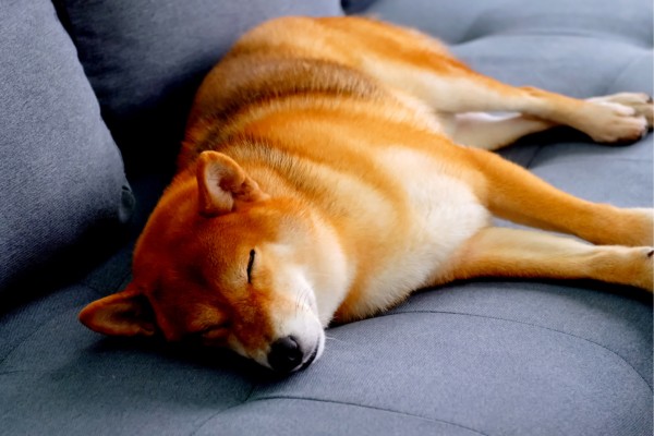 shiba dormir en el interior