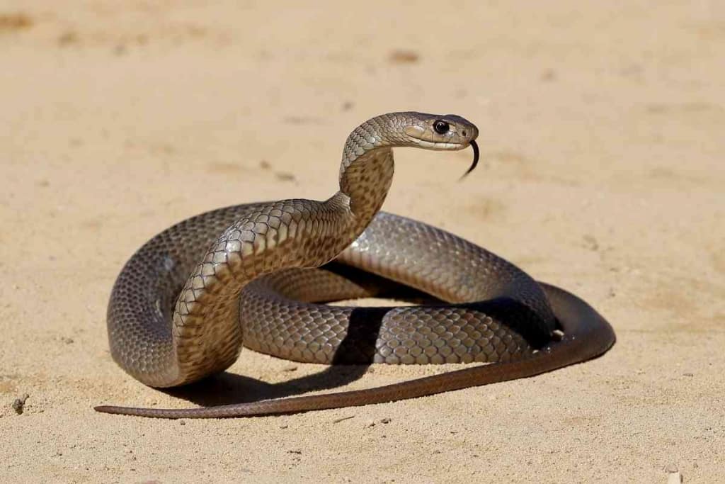 ¿Qué ocurre cuando una serpiente tiene demasiado frío? ¡6 señales de advertencia! 2 ¿Qué ocurre cuando una serpiente tiene demasiado frío? 1 1 ¿Qué ocurre cuando una serpiente tiene demasiado frío? 6 señales de advertencia