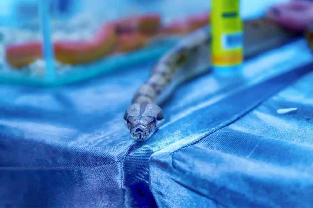 ¿Qué es el almizcle de serpiente? ¿Es malo? 2 Qué es el almizcle de serpiente 1 ¿Qué es el almizcle de serpiente? ¿Es malo?