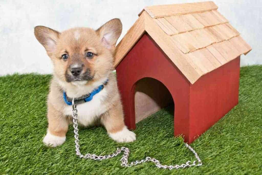 ¿Qué tamaño de collar debo comprar para un cachorro Corgi? 2 ¿Qué tamaño de collar debo comprar para un cachorro Corgi 1 ¿Qué tamaño de collar debo comprar para un cachorro Corgi?