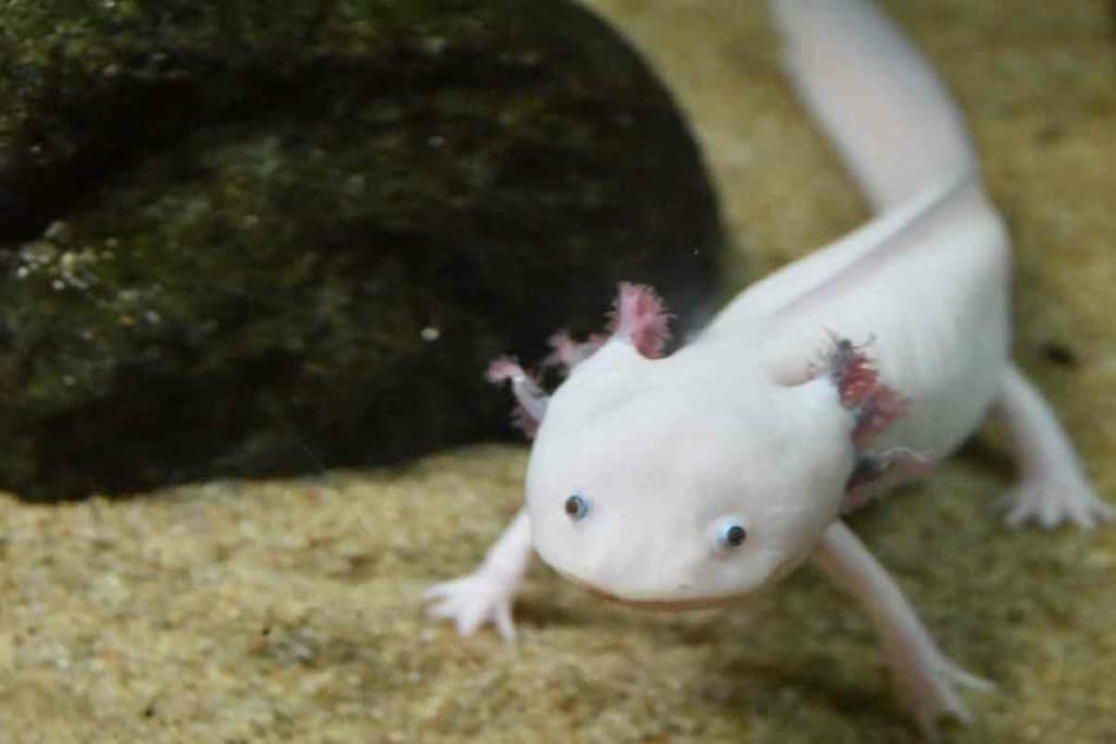 <strong>5 Opciones Alimenticias Para Su Axolotl Juvenil</strong> 2 Qué debo dar de comer a un ajolote juvenil <strong>5 Opciones de alimentación para su ajolote juvenil</strong>