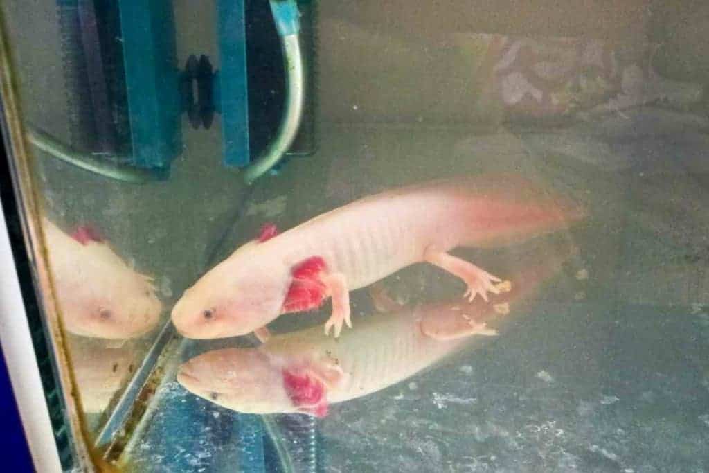 <strong>5 Opciones Alimenticias Para Su Axolotl Juvenil</strong> 3 Qué debo dar de comer a un ajolote juvenil 2 <strong>5 Opciones de alimentación para tu ajolote juvenil</strong>
