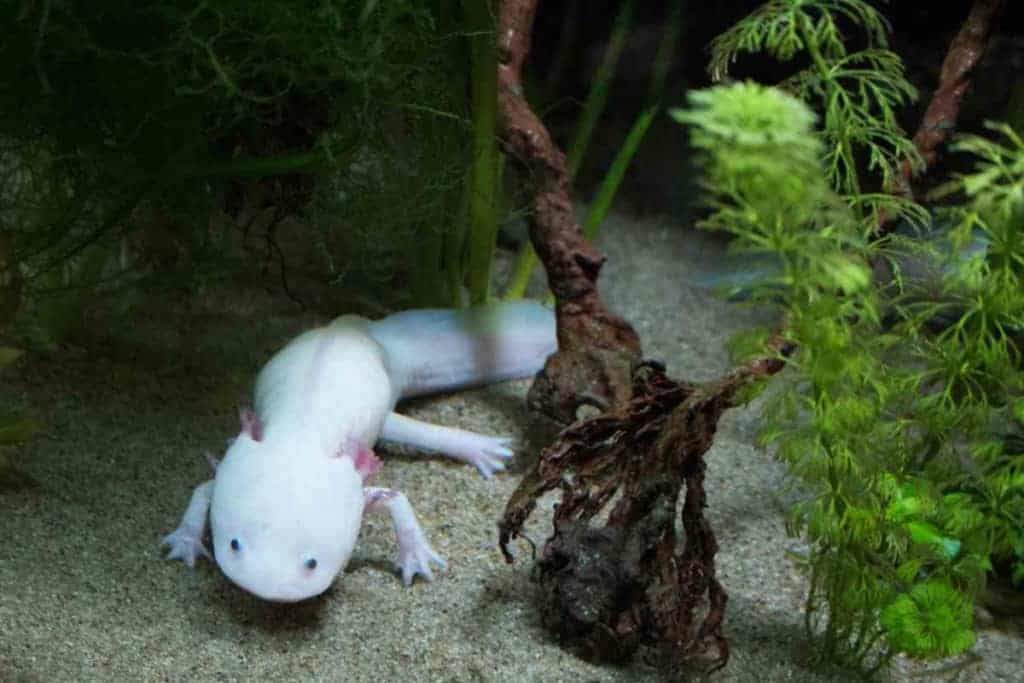 <strong>5 Opciones Alimenticias Para Su Axolotl Juvenil</strong> 4 ¿Qué debo alimentar a un axolotl juvenil 3 <strong>5 Opciones de Alimentos Para Su Axolotl Juvenil</strong>