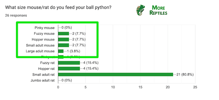 ¿Qué tamaño de ratón le das de comer a tu pitón bola?