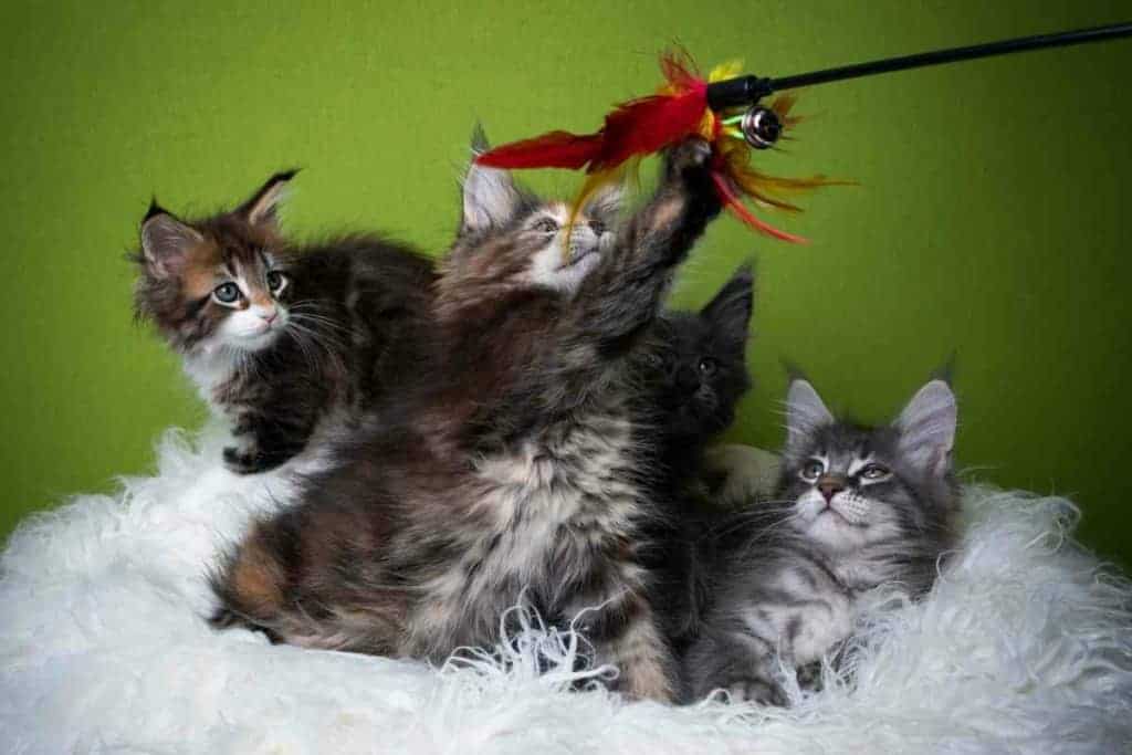 ¿A qué edad se calman naturalmente los gatitos Maine Coon? 2 Cuándo se calman los gatitos Maine Coon 1 1 ¿A qué edad se calman naturalmente los gatitos Maine Coon?