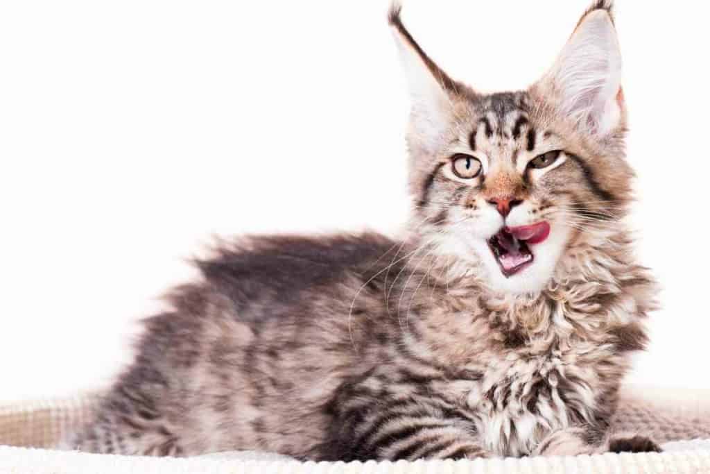 ¿A qué edad se calman naturalmente los gatitos Maine Coon? 3 Cuándo se calman los gatitos Maine Coon 2 ¿A qué edad se calman naturalmente los gatitos Maine Coon?