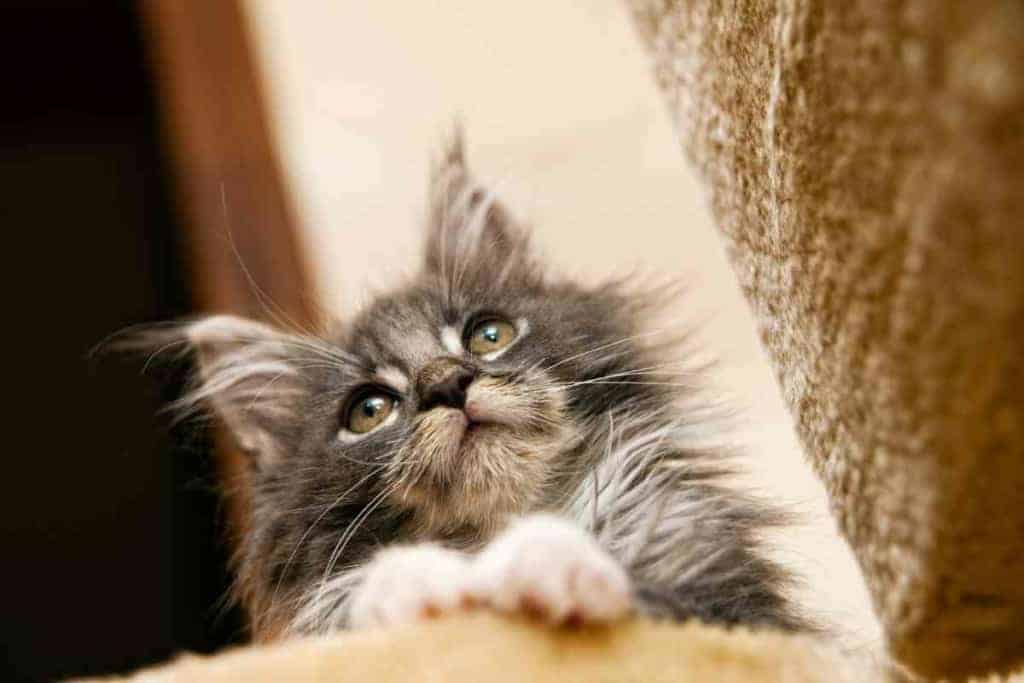 ¿A qué edad se calman naturalmente los gatitos Maine Coon? 4 Cuándo se calman los gatitos Maine Coon 3 ¿A qué edad se calman naturalmente los gatitos Maine Coon?