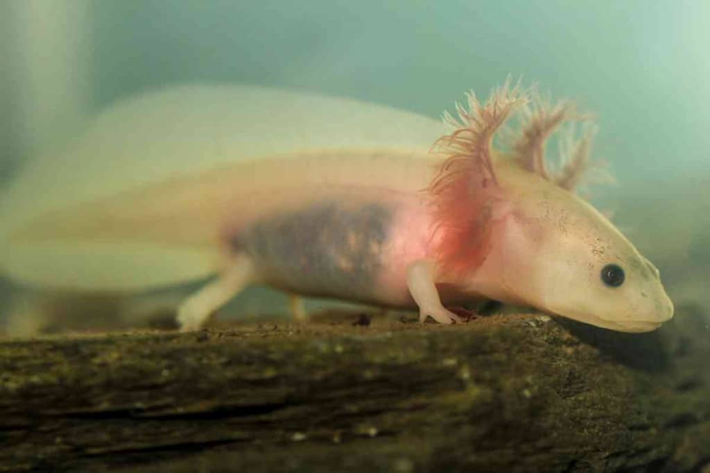 ¿Por qué mi axolotl está tan delgado? Guía del peso del ajolote 2 ¿Por qué mi Axolotl está tan flaco 2 ¿Por qué mi Axolotl está tan flaco? Guía del peso del ajolote