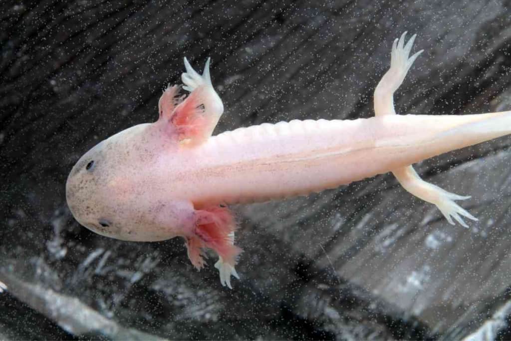 ¿Por qué mi Axolotl es tan flaco? Guía del peso del ajolote 3 Why Is My Axolotl So Skinny 3 ¿Por qué está tan flaco mi ajolote? Guía de peso del ajolote
