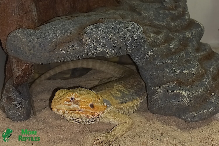 ¿Por qué se esconde mi dragón barbudo?