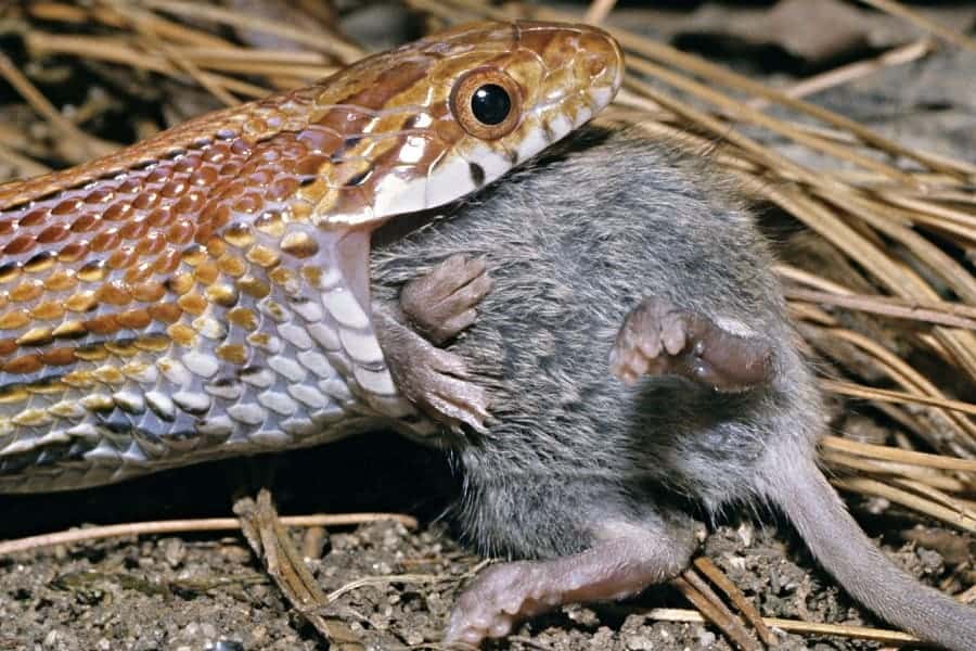 la serpiente feliz come normalmente