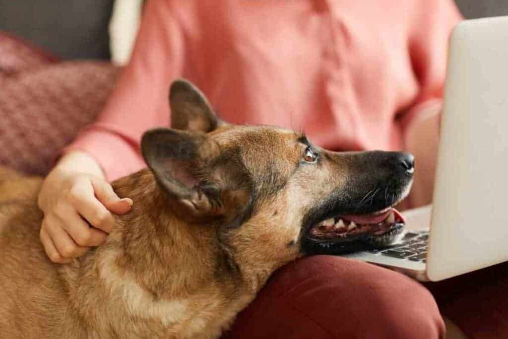 ¿Son los pastores alemanes buenos perros de servicio? 3 Por qué mi pastor alemán se apoya en mí Embora Pets 1 ¿Son los pastores alemanes buenos perros de servicio?