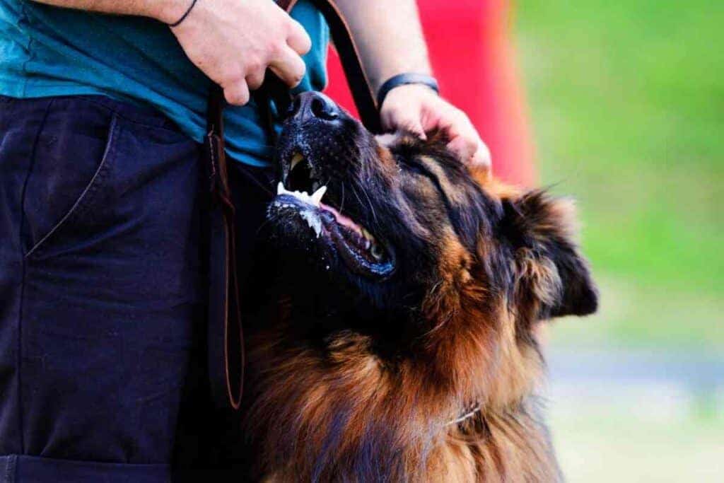 ¿Son los pastores alemanes buenos perros de servicio? 4 ¿Por qué mi pastor alemán se apoya en mí?