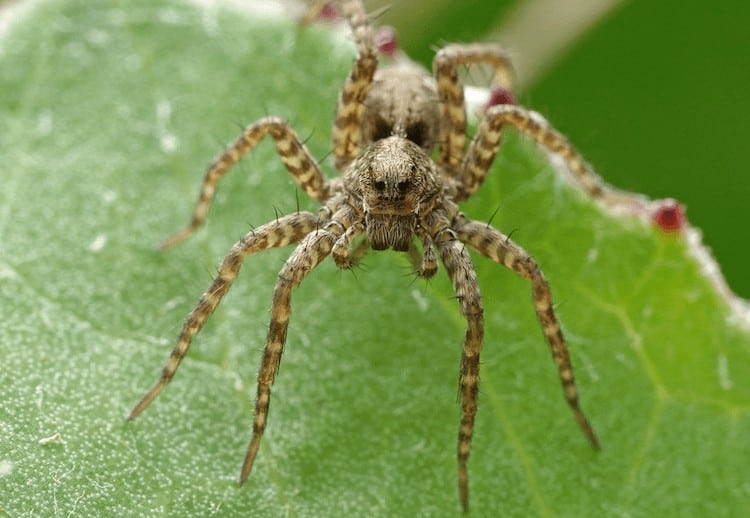 Araña lobo
