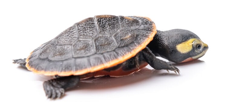 Marcas amarillas en la cría