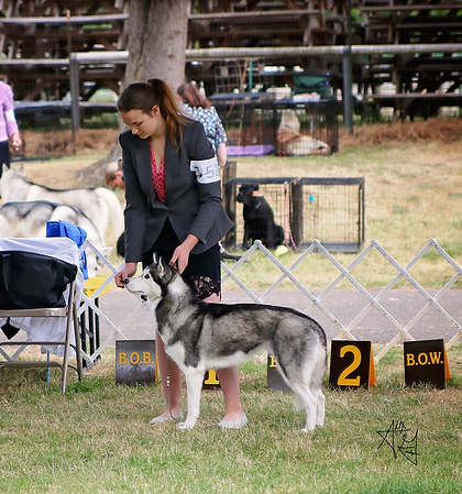 criador de husky washington