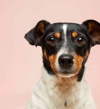 El mejor seguro para el dueño de la casa