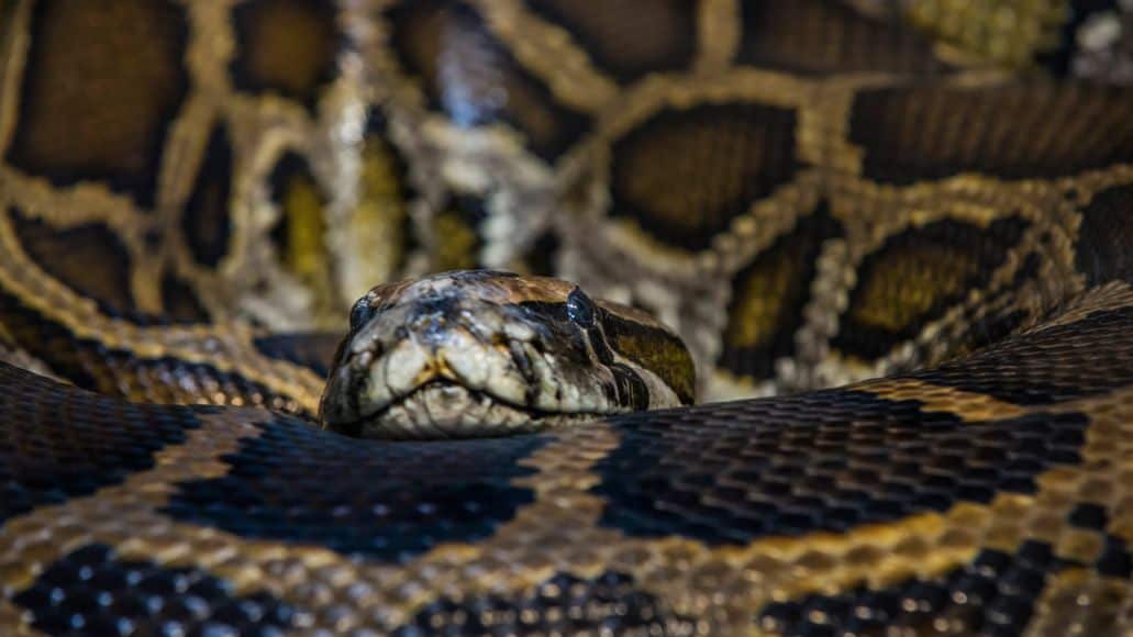 Pitón de roca centroafricana