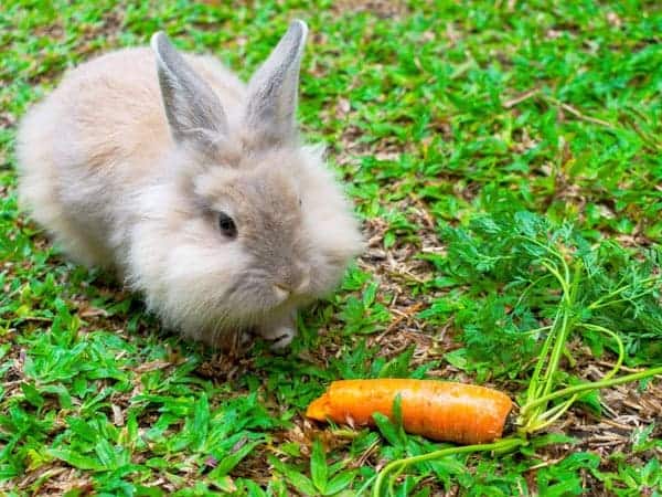 Alimentación del conejo Cabeza de León