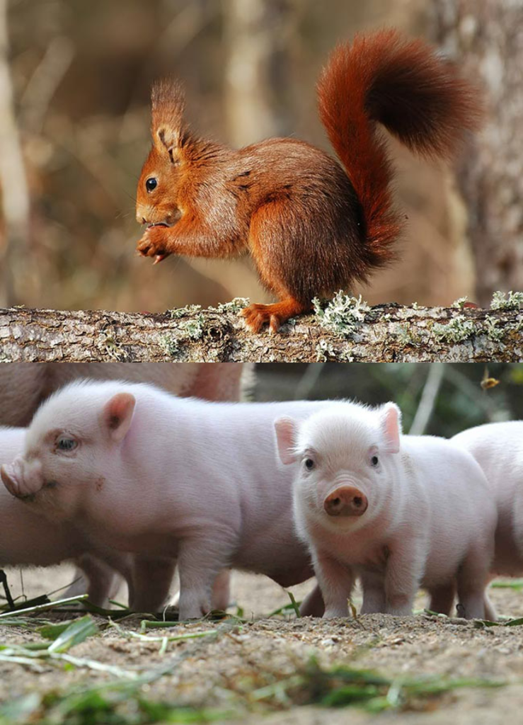 Anatomía y fisiología de los animales omnívoros