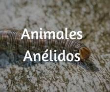 Animales Anélidos