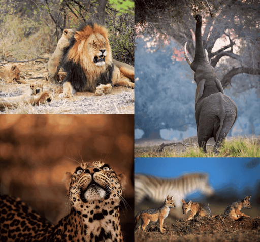 Animales de África