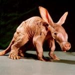 Animales en peligro de extinción