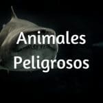 Animales Peligrosos