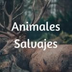 Animales Salvajes