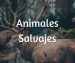 Animales Salvajes