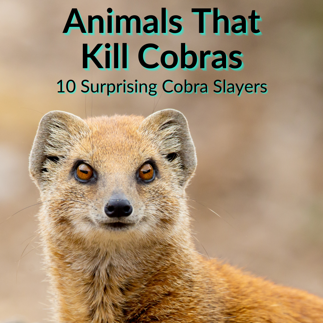 Animales que matan cobras
