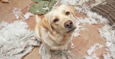 Ansiedad por separación de perros