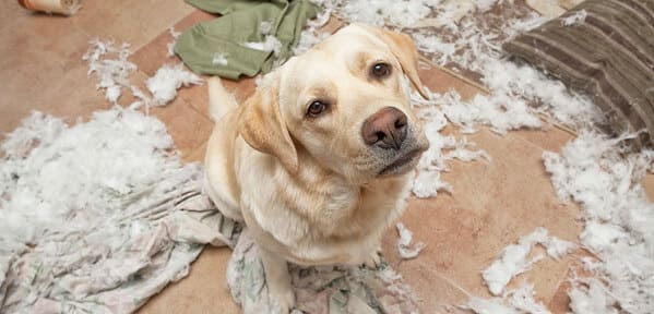 Ansiedad por separación de perros