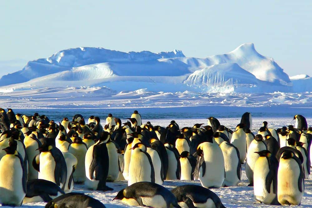 antarctica sin serpientes