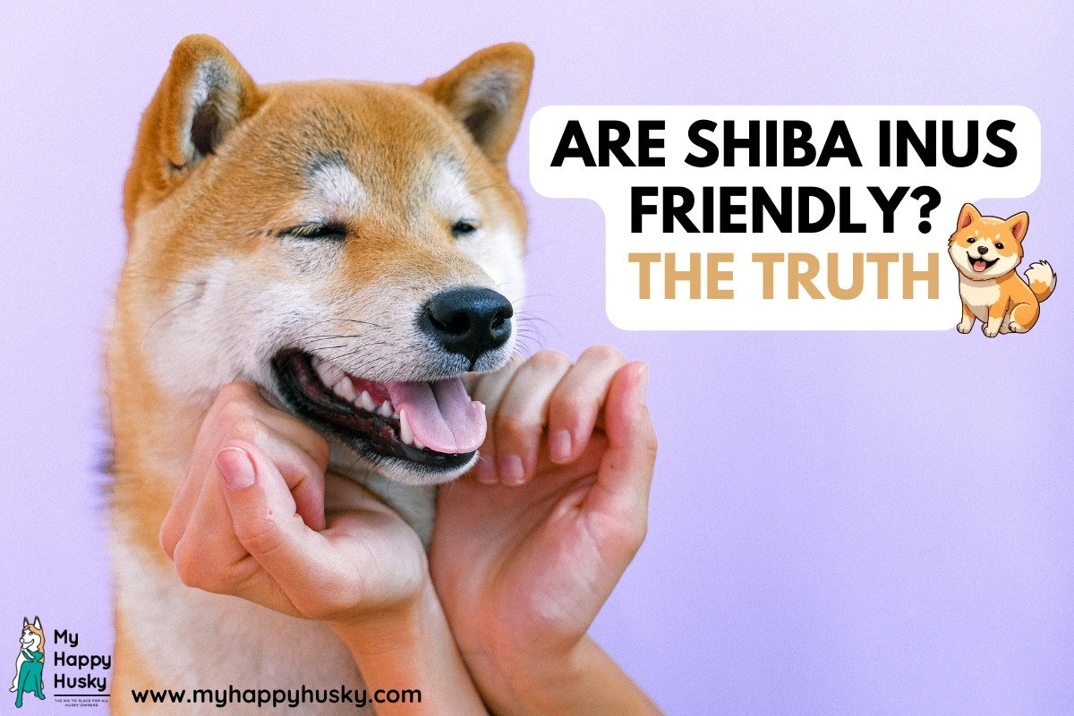 La Gu a Sencilla Para Saber My Happy Husky Animalesis