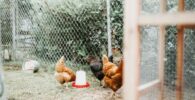 Así son los mejores comederos y bebederos para gallinas