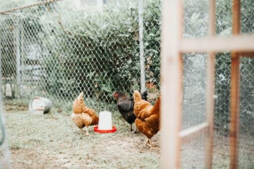 Así son los mejores comederos y bebederos para gallinas