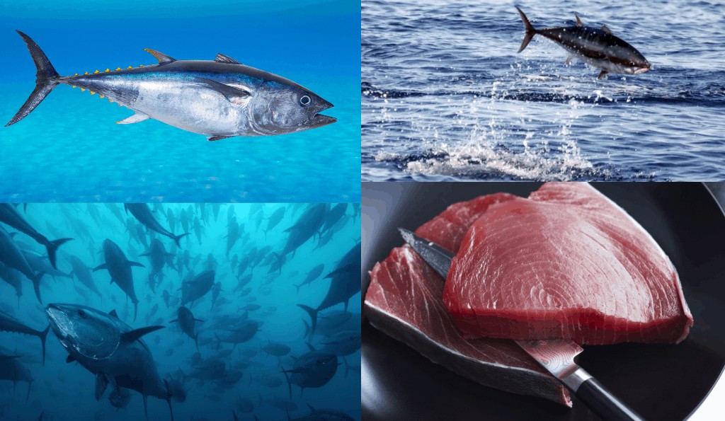 atún pescado