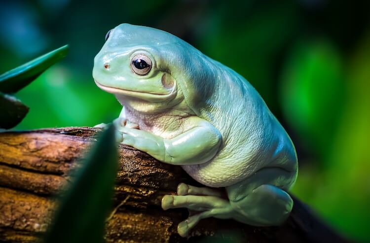 rana arbórea australiana