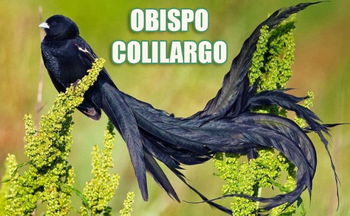 Ave Obispo Colilargo
