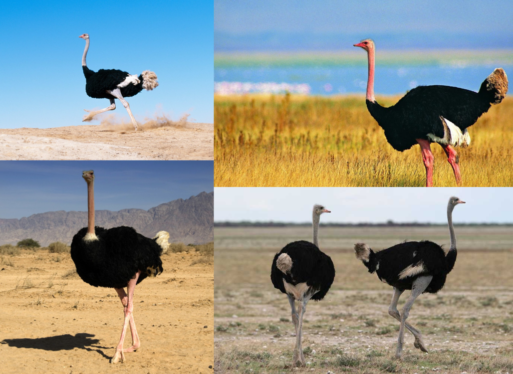 Avestruces