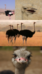 Avestruz