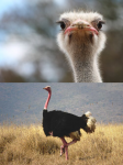 Avestruz