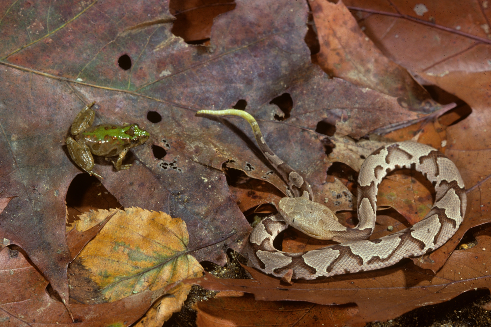 una serpiente cabeza de cobre bebé atrayendo a una rana con su cola verde brillante. Las crías de serpiente cabeza de cobre utilizan su cola como herramienta de caza, y la cola se desvanece a medida que maduran porque se convierten en mejores cazadores a medida que crecen.