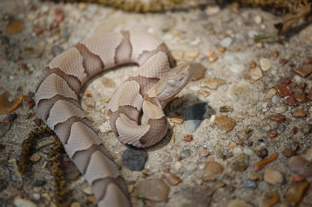 serpiente cabeza de cobre bebé preparándose para mudar. Sólo mira sus ojos